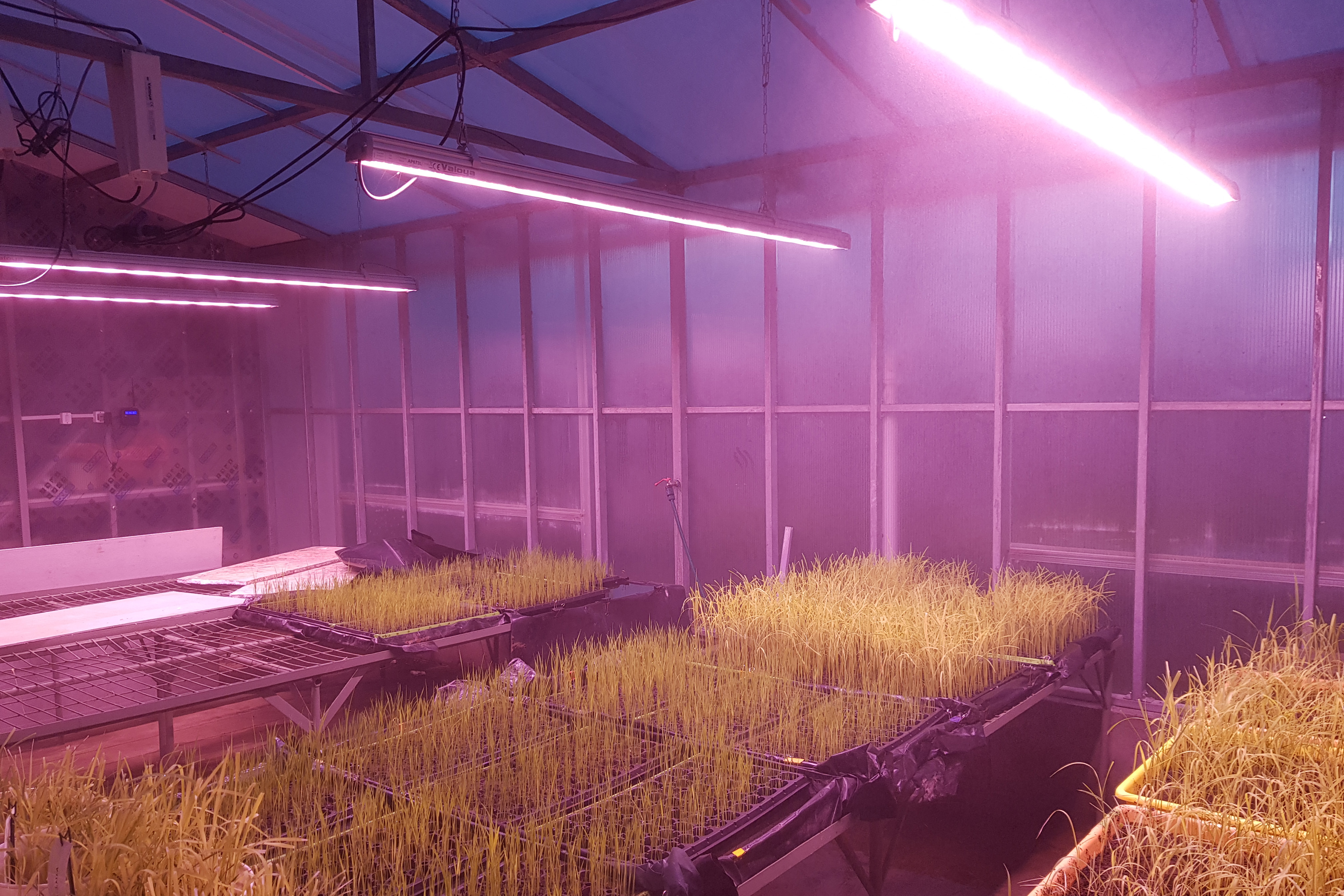 https://www.advanticsys.com/wp-content/uploads/2018/11/greenhouse-inia-lighting.jpg