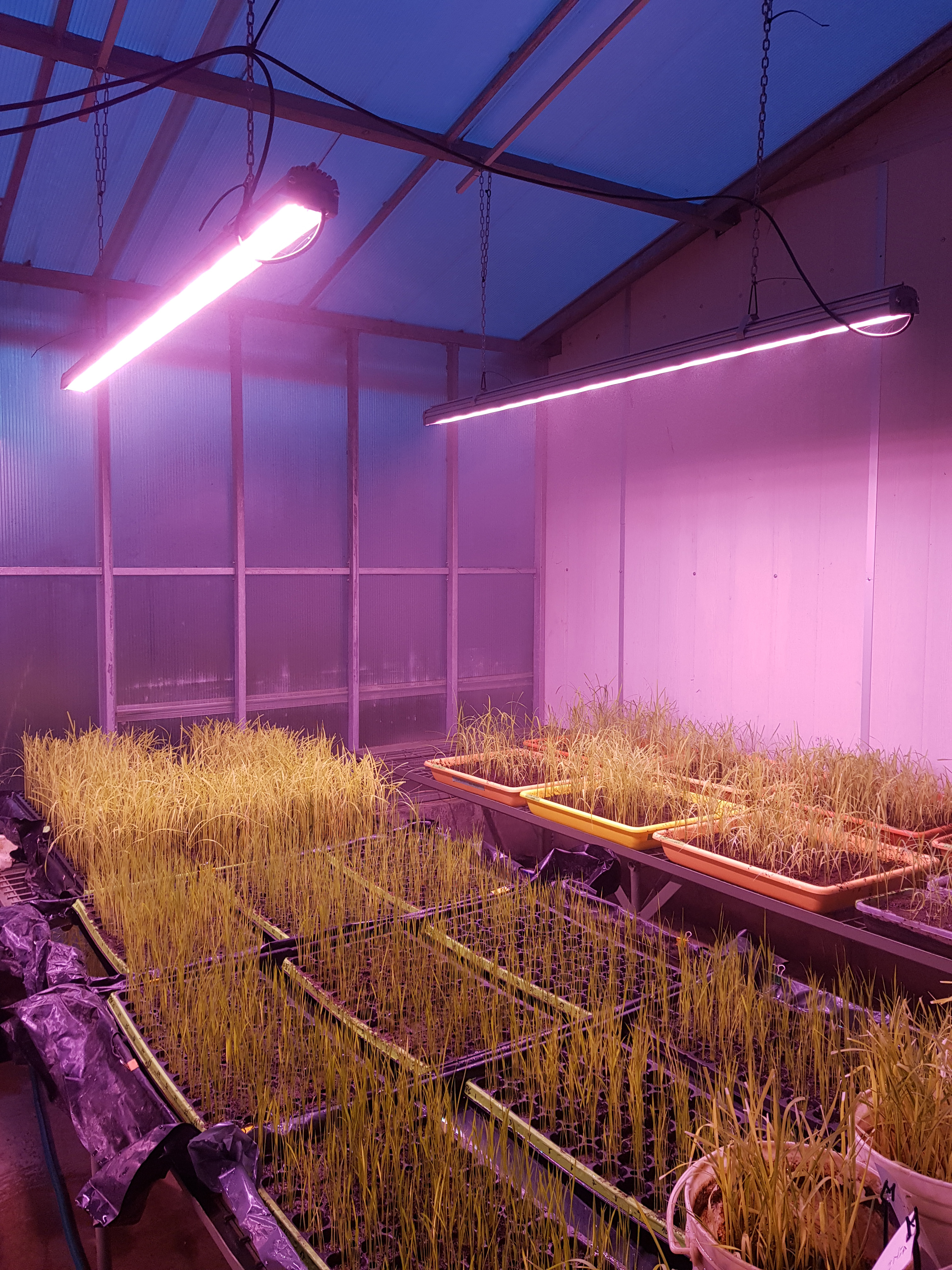 https://www.advanticsys.com/wp-content/uploads/2018/11/greenhouse-inia-lighting2.jpg