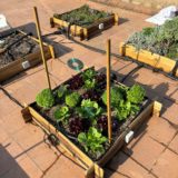 Green roof test bed